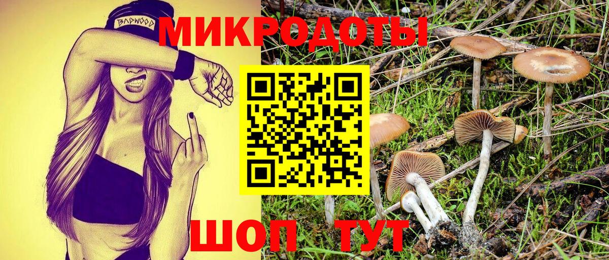 Галлюциногенные грибы Psilocybe Сафоново